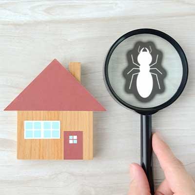 How To Deal With Termite Infestation In Your Home - Chapin International