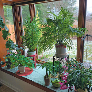 Bringing the Outdoors In with Houseplants - by Nick Federoff